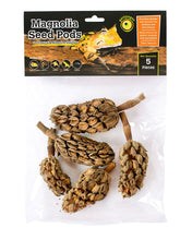 Load image into Gallery viewer, Galapagos Magnolia Seed Pods 5-Pack
