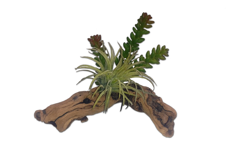 Habi-Scape Succulent on Driftwood