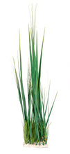 Load image into Gallery viewer, AquaGlobe Spike Group 33&quot; Tall Plant
