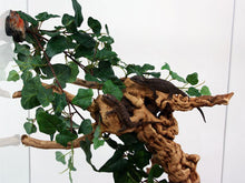 Load image into Gallery viewer, MagNaturals Jungle Vine Cluster
