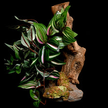 Load image into Gallery viewer, Habi-Scape Tropical Plant on Stone Base with Worn Wood
