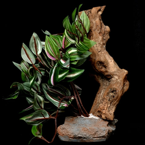 Habi-Scape Tropical Plant on Stone Base with Worn Wood