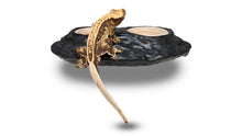 Load image into Gallery viewer, Pangea Ultimate Gecko Ledge, Magnetic
