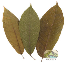 Load image into Gallery viewer, NewCal Coco Leaves, 10 Pack
