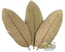 Load image into Gallery viewer, NewCal Guava Leaves, 10 Pack
