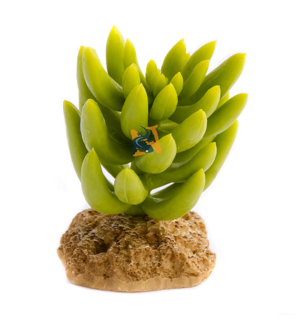 AquaGlobe Hybrid Cactus