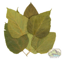 Load image into Gallery viewer, NewCal Mulberry Leaves, 10 Pack
