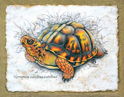 Eastern Box Turtle Print by Emily Burke Artwork